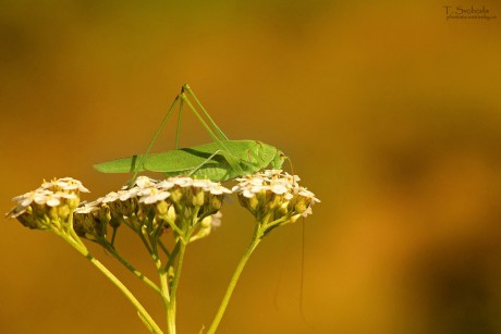 Zářijová kobylka zelená