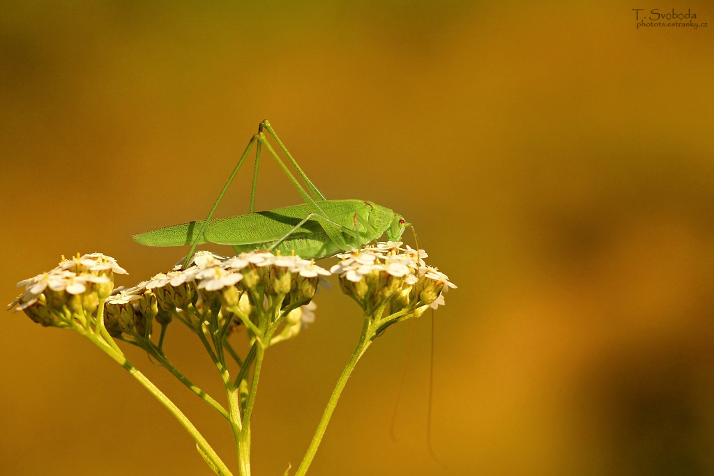 Zářijová kobylka zelená